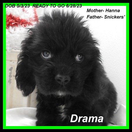 puppy, for, sale, Cocker Spaniel, Joe & Cherri  Overlease, dog, breeder, Miller, MO, dog-breeder, puppy-for-sale, forsale, nearby, find, puppyfind, locator, puppylocator, aca